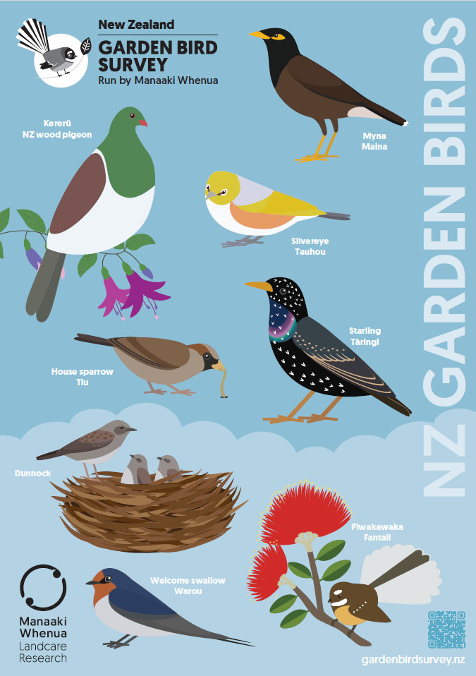 Illustrated garden birds poster 1