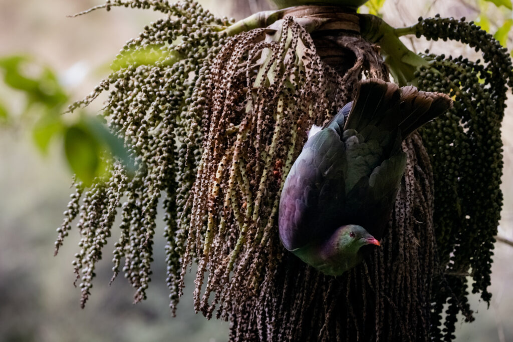 Kererū in a cabbage tree. Image: Rowan Nicholson
