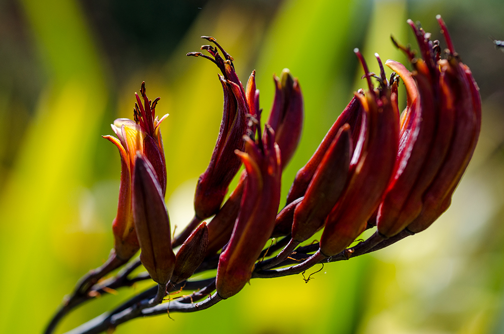 Harakeke (Phormium texan / NZ flax) in flower
